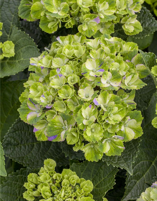 Hydrangea macrophylla Magical Amethyst