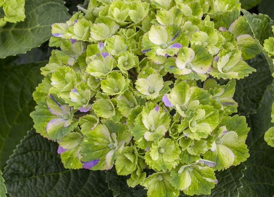 Hydrangea macrophylla Magical Amethyst