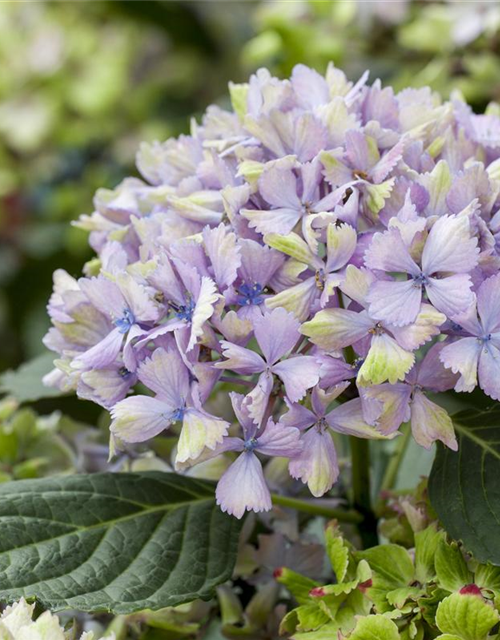 Hydrangea macrophylla Magical Amethyst