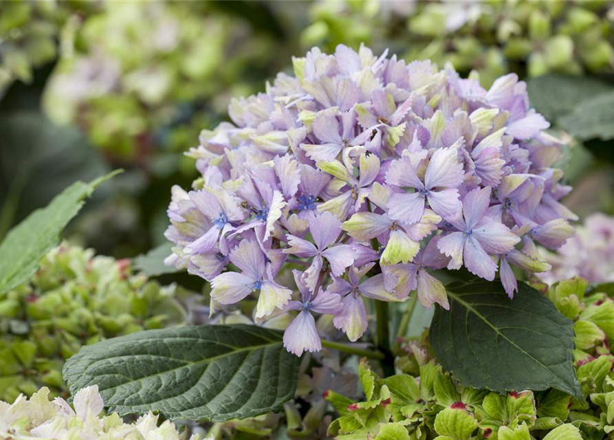 Hydrangea macrophylla Magical Amethyst