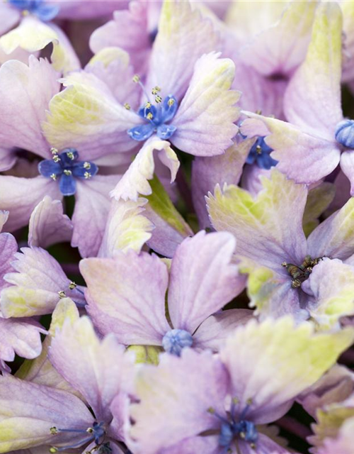 Hydrangea macrophylla Magical Amethyst