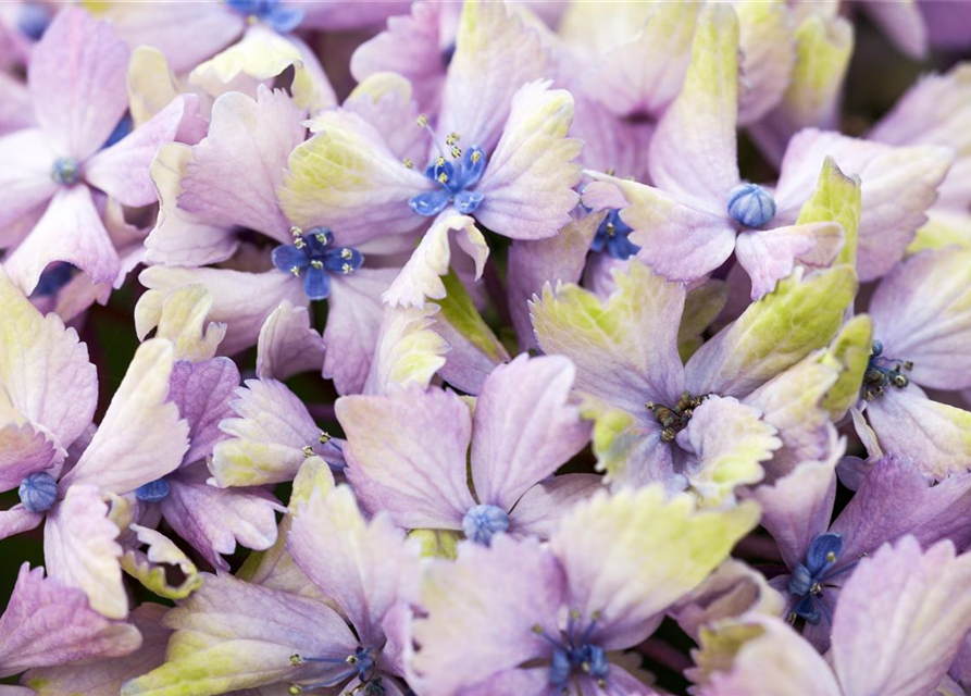 Hydrangea macrophylla Magical Amethyst