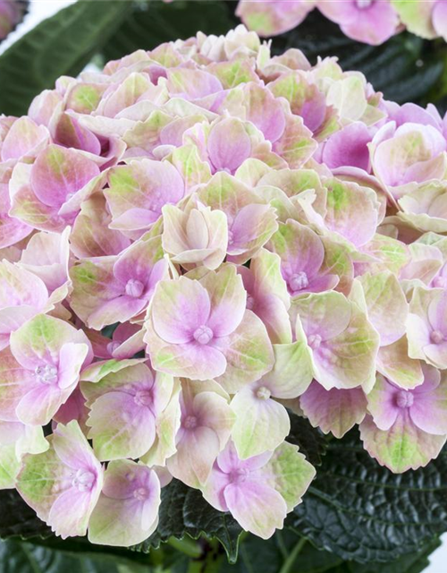 Hydrangea macrophylla Magical Amethyst