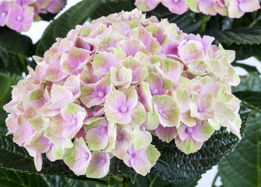 Hydrangea macrophylla Magical Amethyst