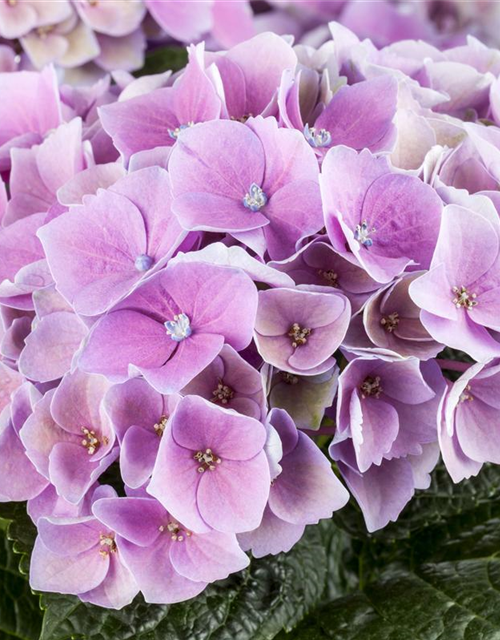 Hydrangea macrophylla Magical Amethyst