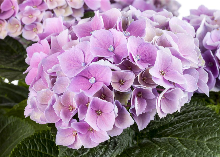 Hydrangea macrophylla Magical Amethyst