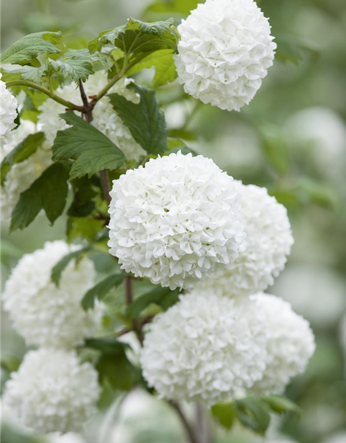 Viburnum opulus Roseum