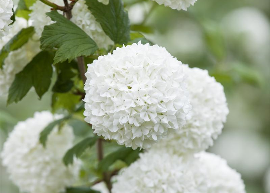 Viburnum opulus Roseum