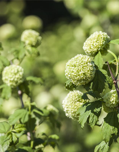 Viburnum opulus Roseum