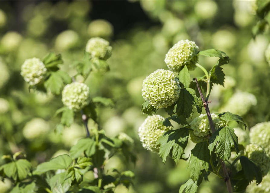 Viburnum opulus Roseum