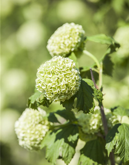 Viburnum opulus Roseum