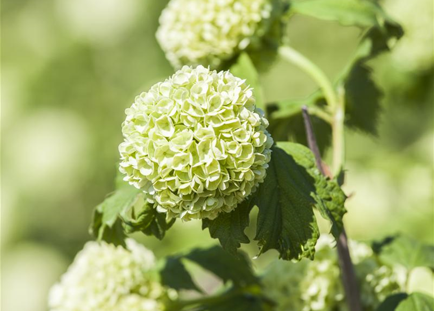 Viburnum opulus Roseum