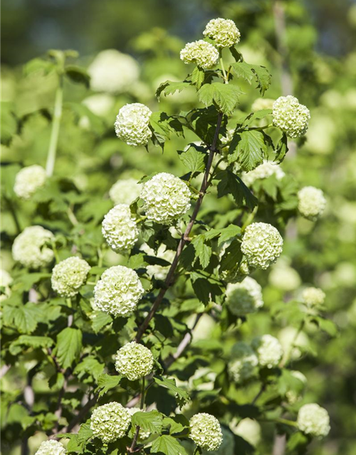 Viburnum opulus Roseum