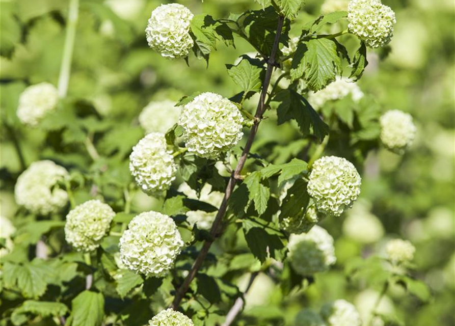 Viburnum opulus Roseum