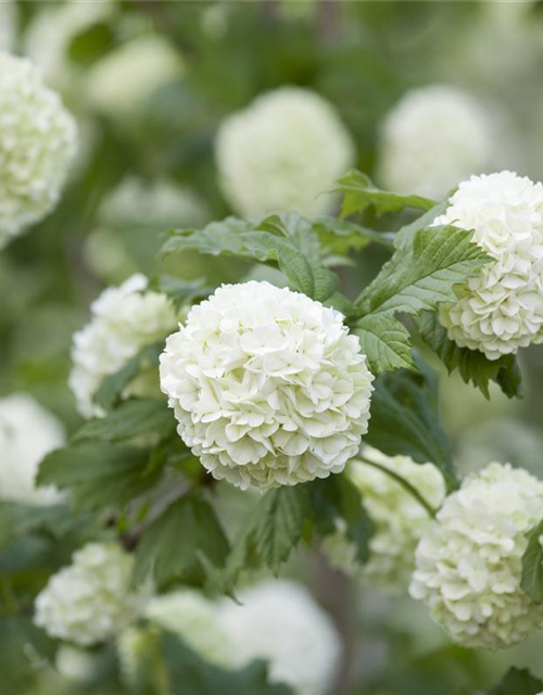 Viburnum opulus Roseum