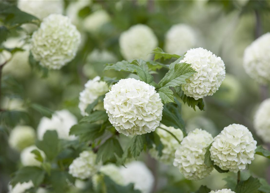 Viburnum opulus Roseum