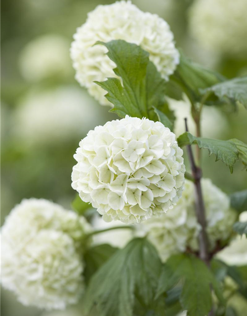 Viburnum opulus Roseum