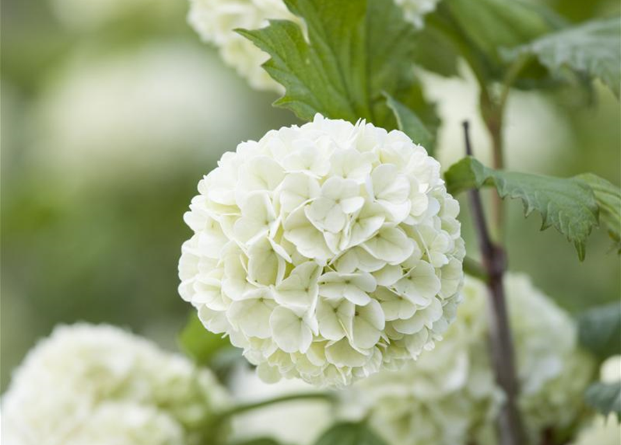 Viburnum opulus Roseum