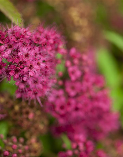 Spiraea japonica Anthony Waterer