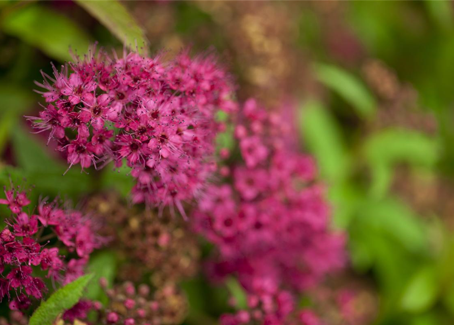 Spiraea japonica Anthony Waterer