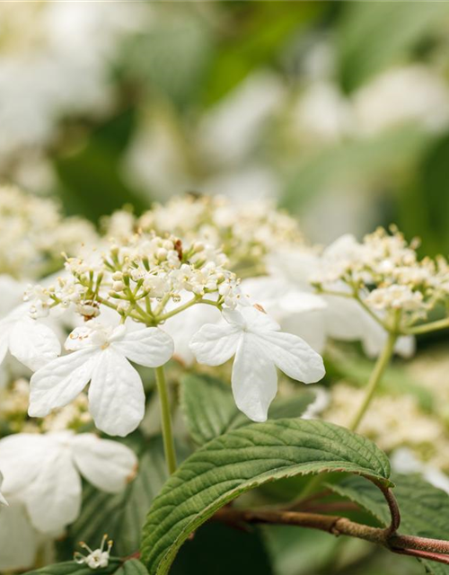 Viburnum plicatum Kilimandjaro