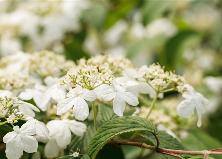 Viburnum plicatum Kilimandjaro