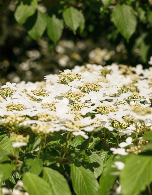 Viburnum plicatum Kilimandjaro