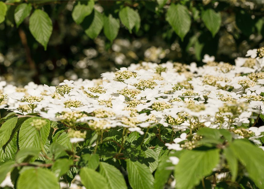 Viburnum plicatum Kilimandjaro