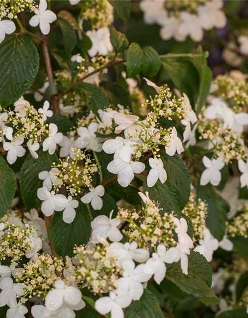 Viburnum plicatum Kilimandjaro