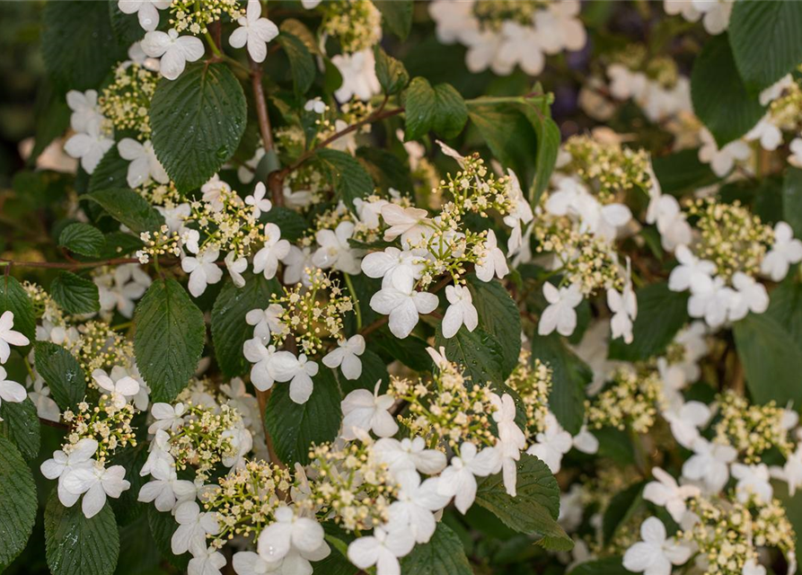 Viburnum plicatum Kilimandjaro