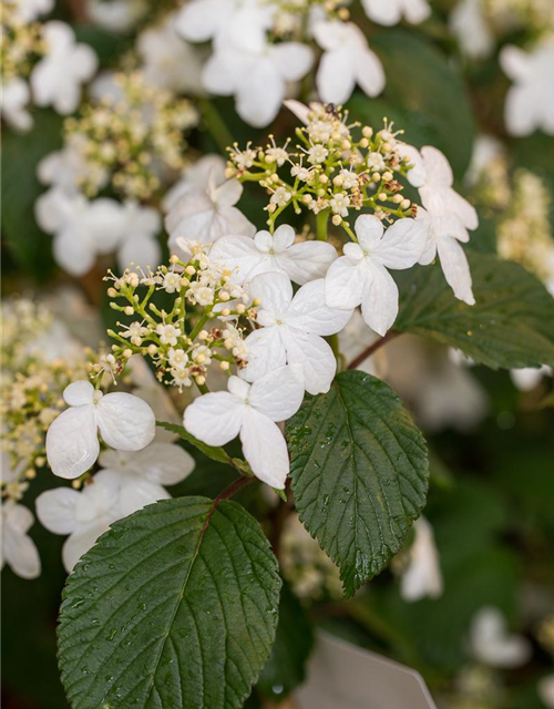 Viburnum plicatum Kilimandjaro