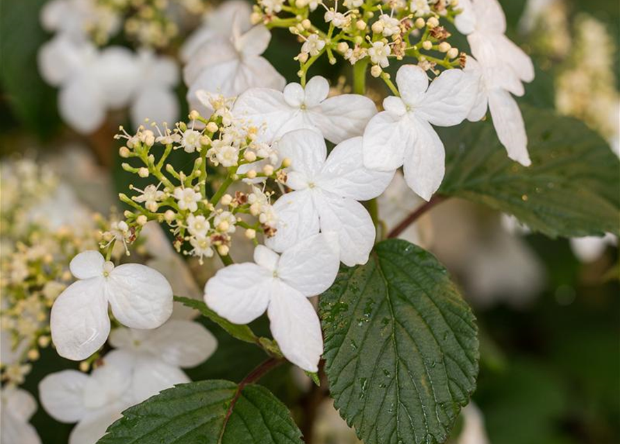 Viburnum plicatum Kilimandjaro