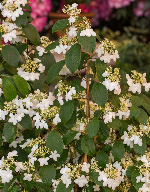 Viburnum plicatum Kilimandjaro