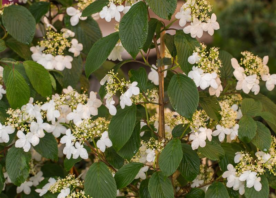 Viburnum plicatum Kilimandjaro