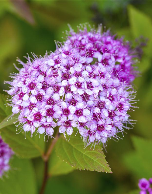 Spiraea japonica Froebelii