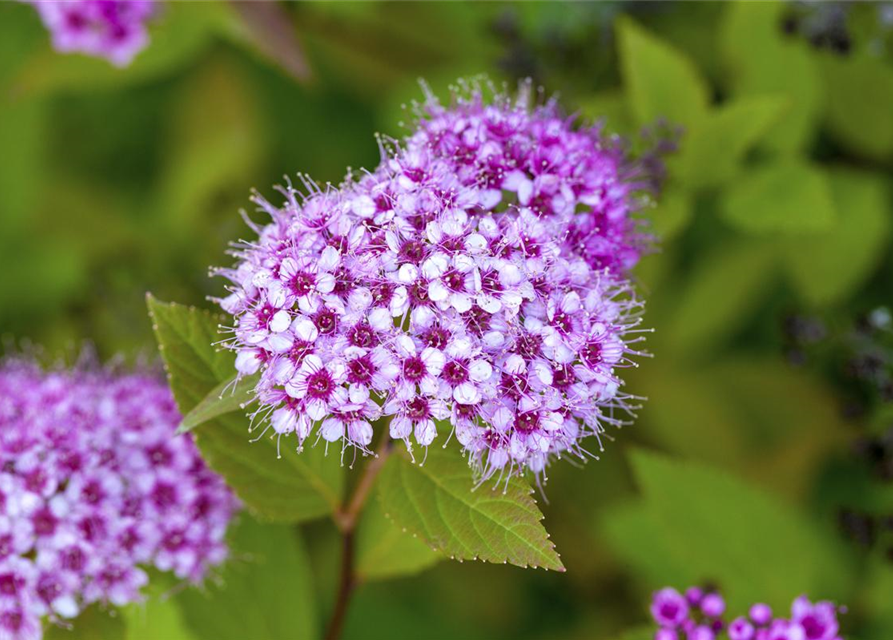 Spiraea japonica Froebelii