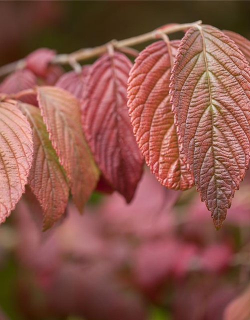 Viburnum plicatum Mariesii