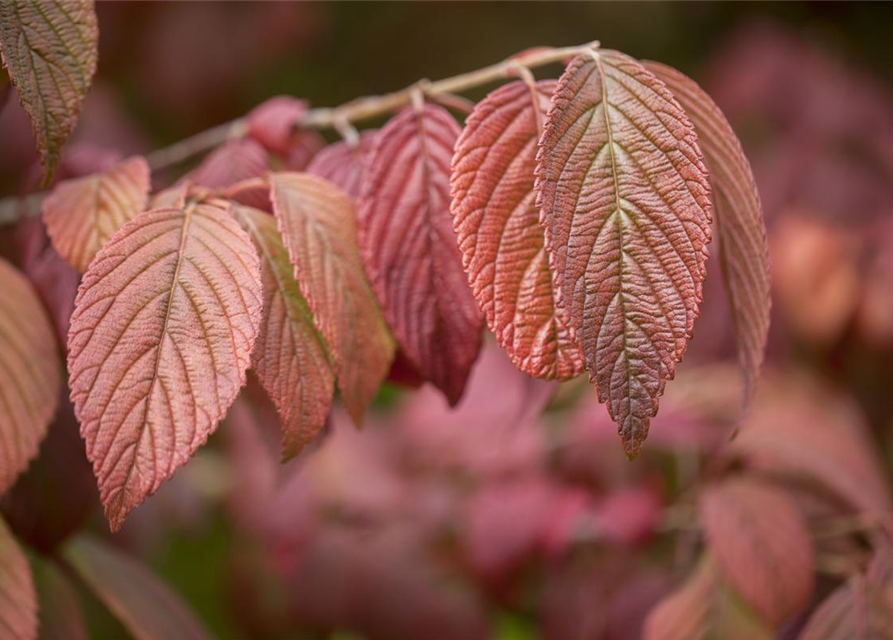 Viburnum plicatum Mariesii