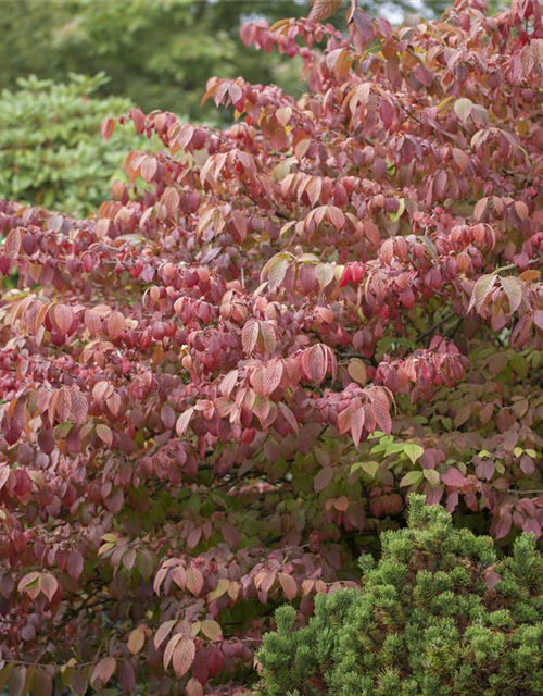 Viburnum plicatum Mariesii