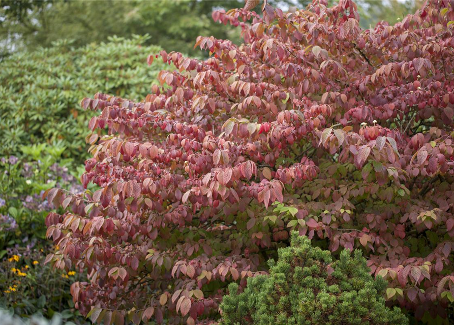 Viburnum plicatum Mariesii