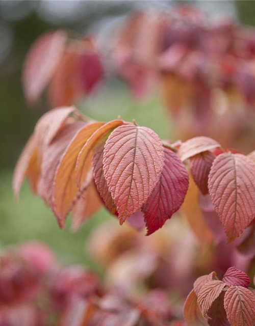 Viburnum plicatum Mariesii