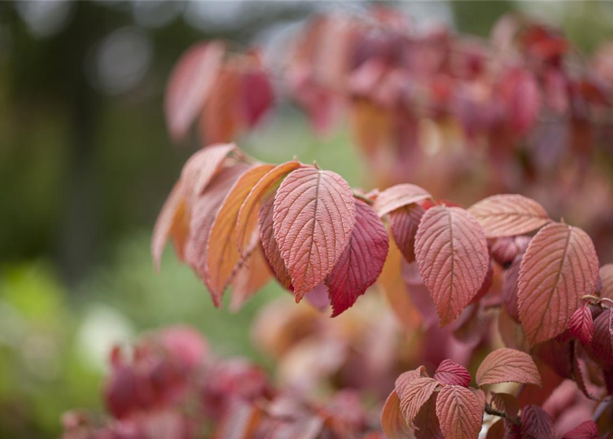 Viburnum plicatum Mariesii