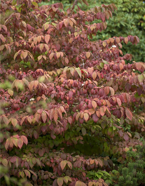 Viburnum plicatum Mariesii