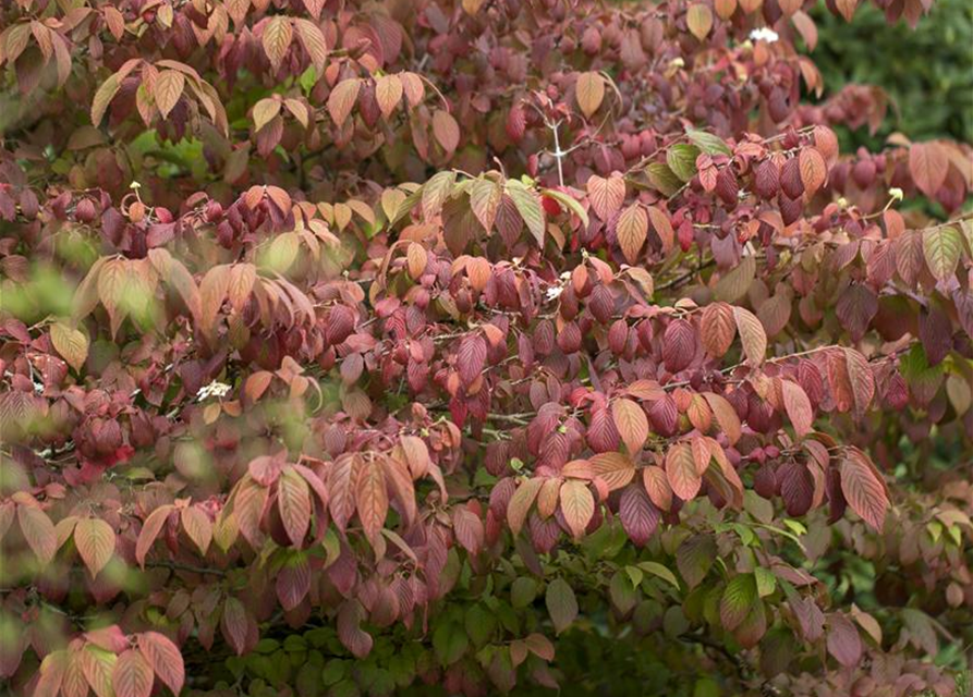 Viburnum plicatum Mariesii