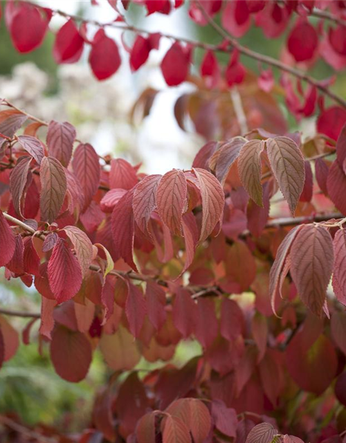 Viburnum plicatum Mariesii