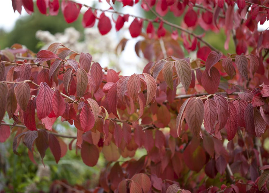 Viburnum plicatum Mariesii