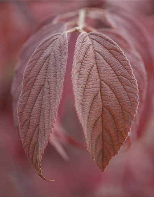 Viburnum plicatum Mariesii