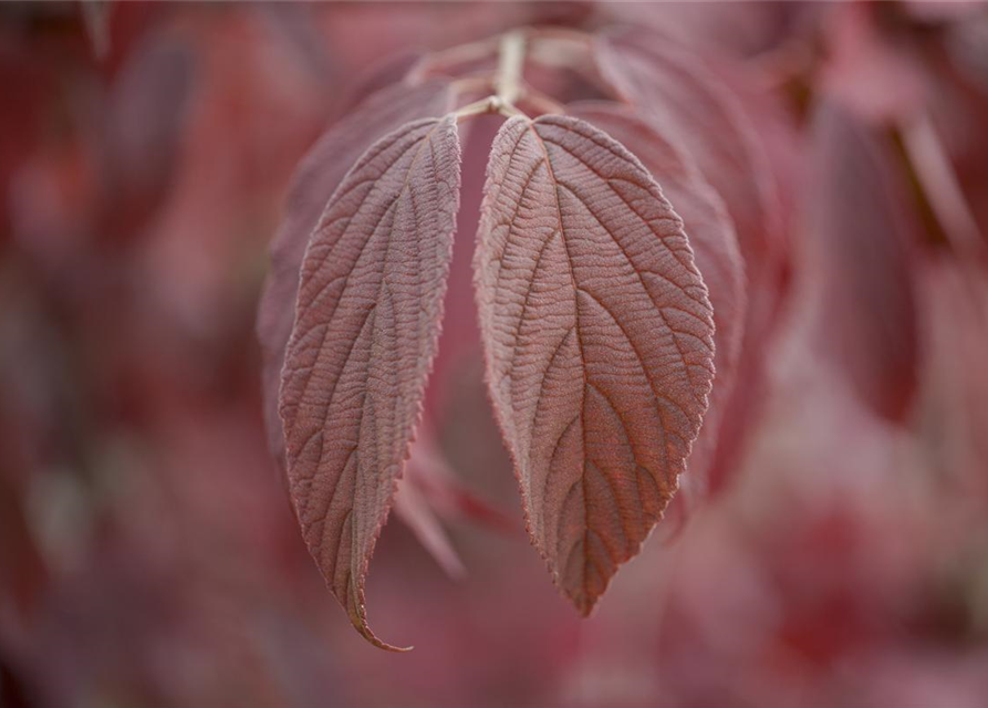 Viburnum plicatum Mariesii