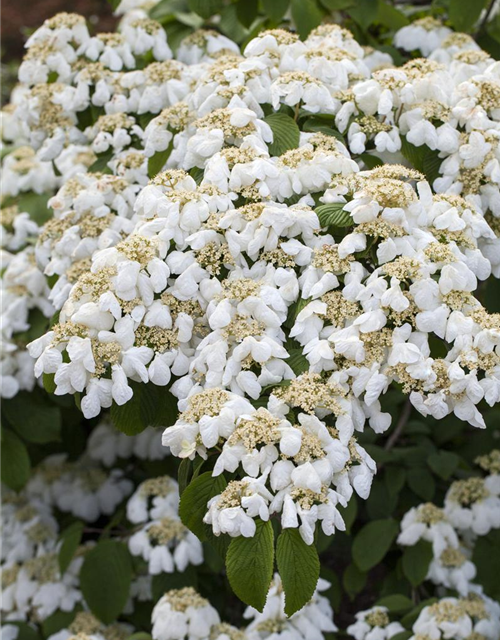 Viburnum plicatum Mariesii