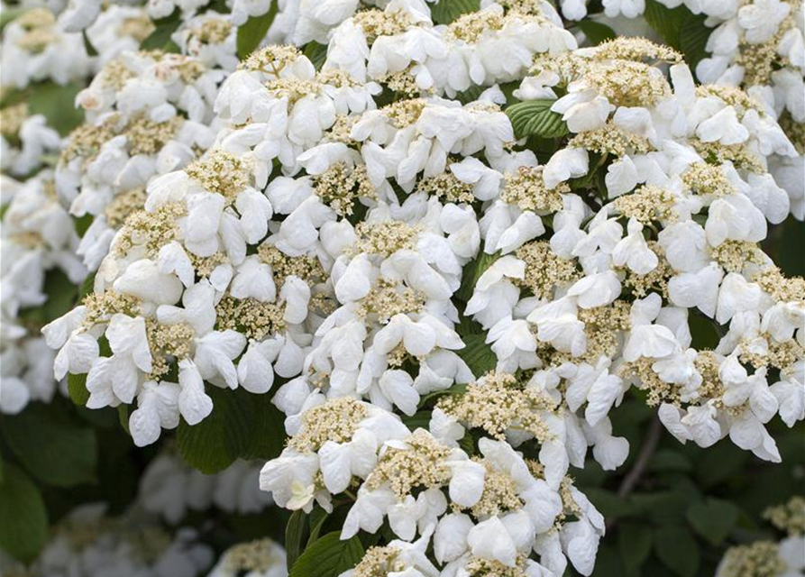 Viburnum plicatum Mariesii